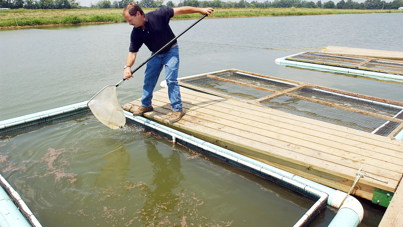 Illustration for article titled Farming Nemo: How Aquaculture Will Feed 9 Billion Hungry People